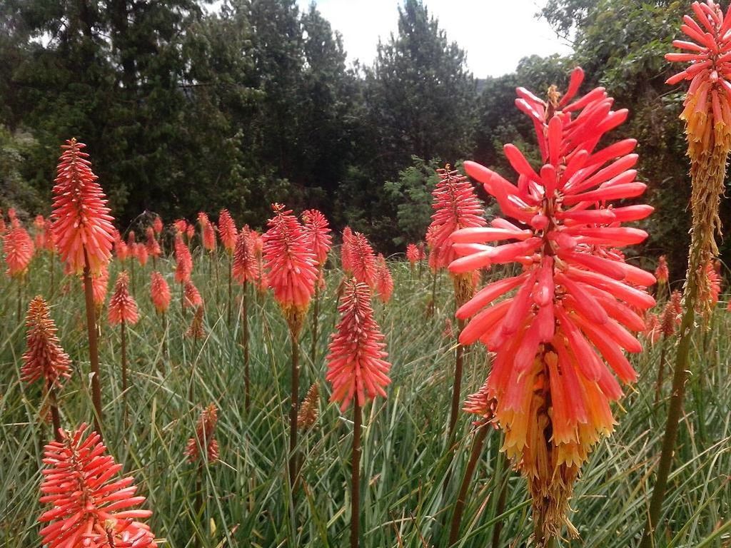 CLOSE-UP OF RED FLOWERS BLOOMING