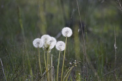 Close-up of white dandelion blooming in field