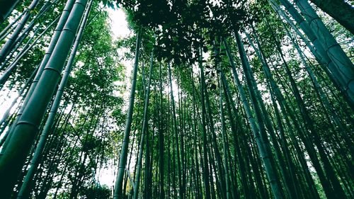 Low angle view of bamboo trees in forest