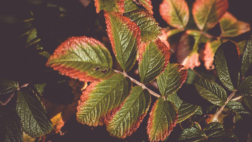 Close-up of fresh green plant