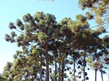 Low angle view of trees against clear sky