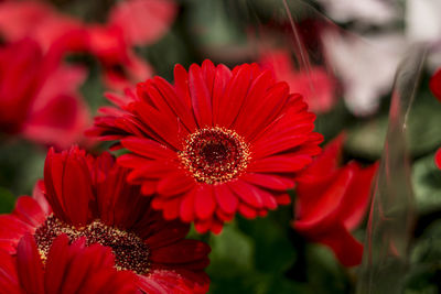 Close-up of red flowering plants