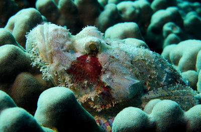 Close-up of coral in sea