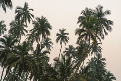 Low angle view of palm trees against clear sky