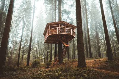 Wooden cabin hanged on tree in foggy autumn forest in basque country, spain