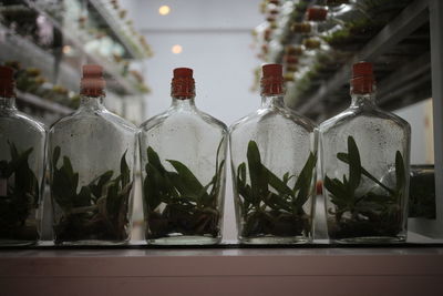 Close-up of bottles on glass window