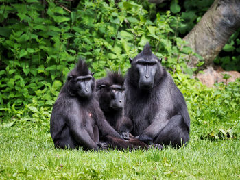 Monkey sitting on grassy field