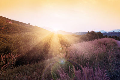 Scenic view of field against sky during sunset