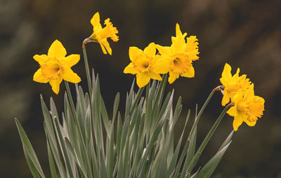 Close-up of yellow flowering plant