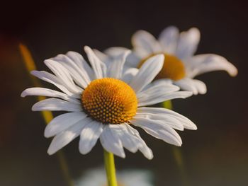 Close-up of daisy flower against black background