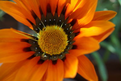 Close-up of orange flower