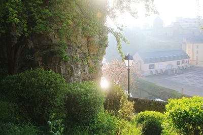 Sun shining through trees