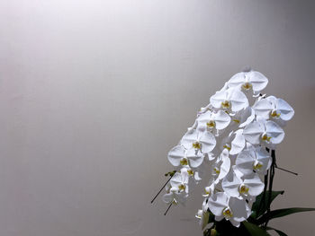 Close-up of white flowering plant