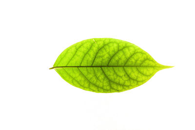 Close-up of green leaf against white background