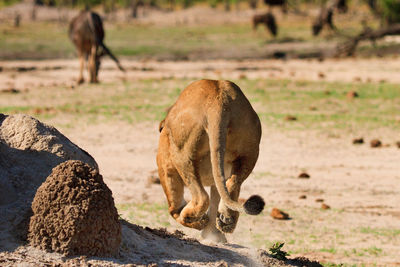 Rear view of lioness running on field in hwange national park