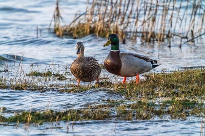 View of birds in lake during winter