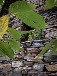 Close-up of leaves growing on field