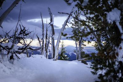 Close-up of snow covered landscape