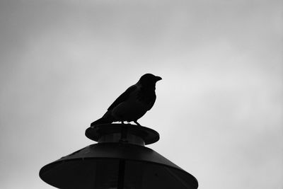 Low angle view of bird on street light against clear sky