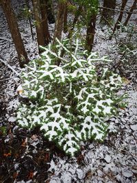 High angle view of plants during winter