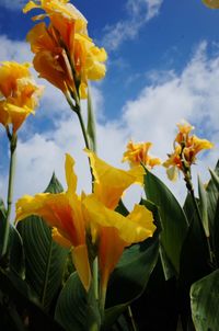 Close-up of yellow flowering plant against sky