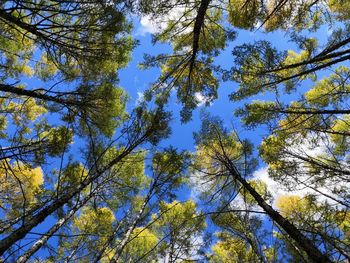 Low angle view of trees against sky