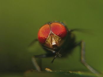 Close-up of fly on leaf