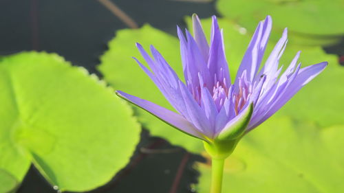 Close-up of lotus water lily