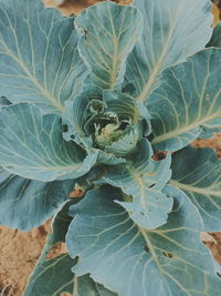 High angle view of leaf on plant