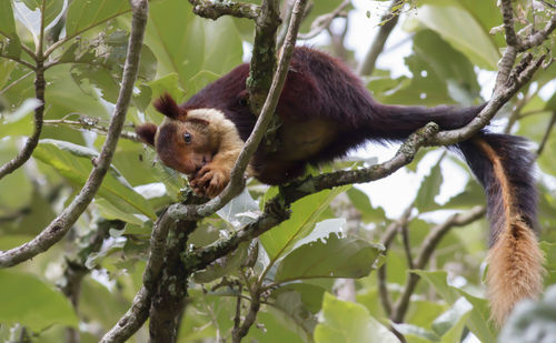 Low angle view of monkey on tree