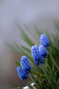 Close-up of purple flowering plant