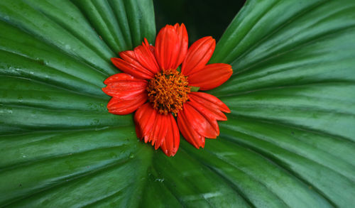 Close-up of flower blooming outdoors