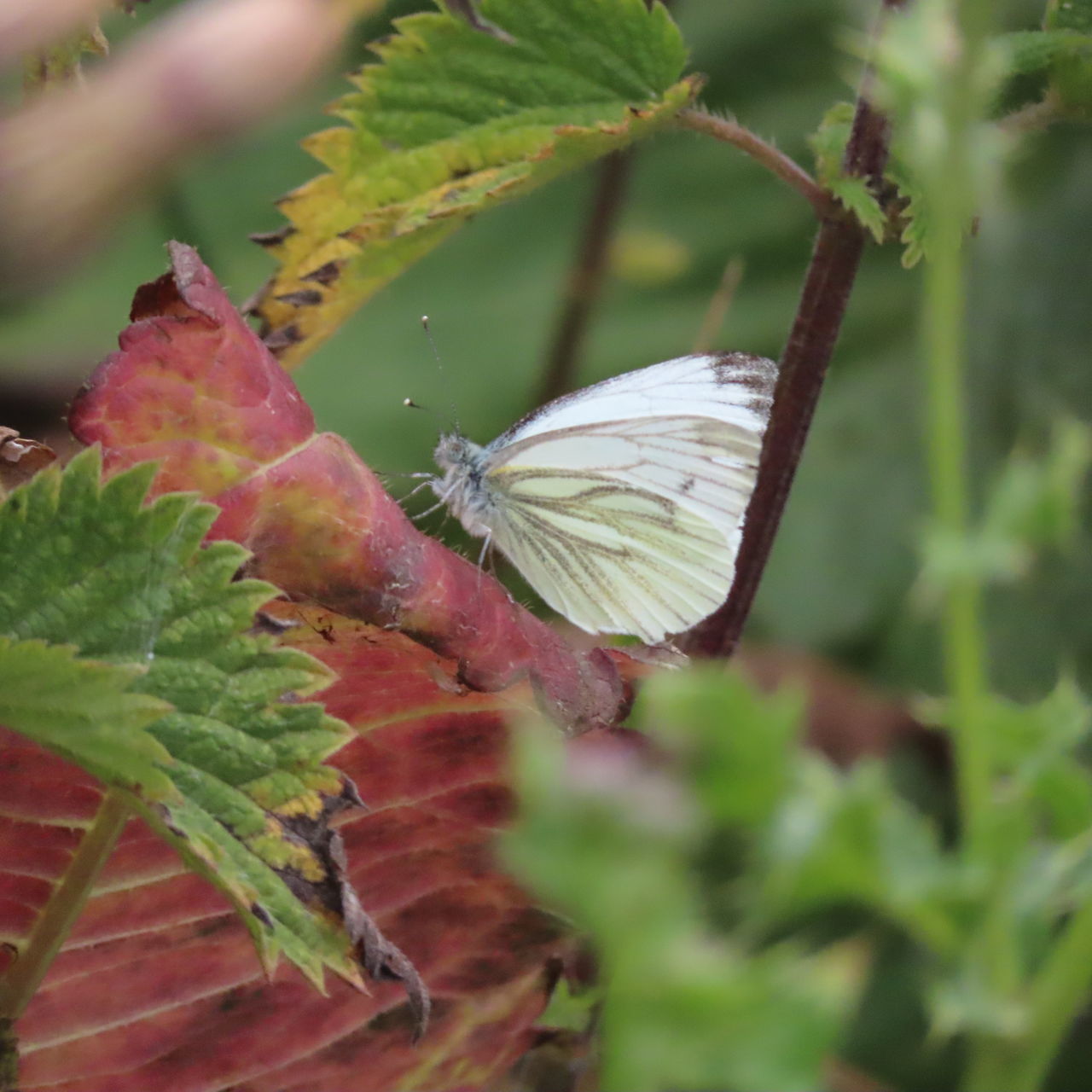 CLOSE-UP OF BUTTERFLY ON GREEN LEAVES