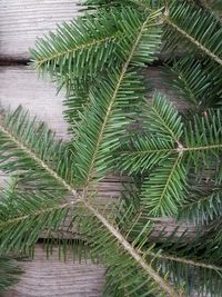 Close-up of palm tree leaves