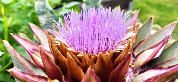 Close-up of pink flowering plant