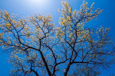 Low angle view of tree against blue sky