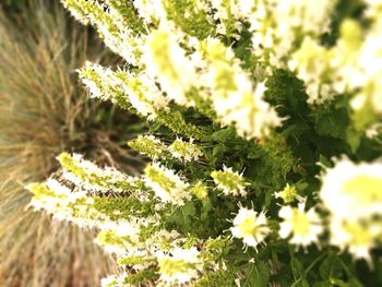 Close-up of cactus plant