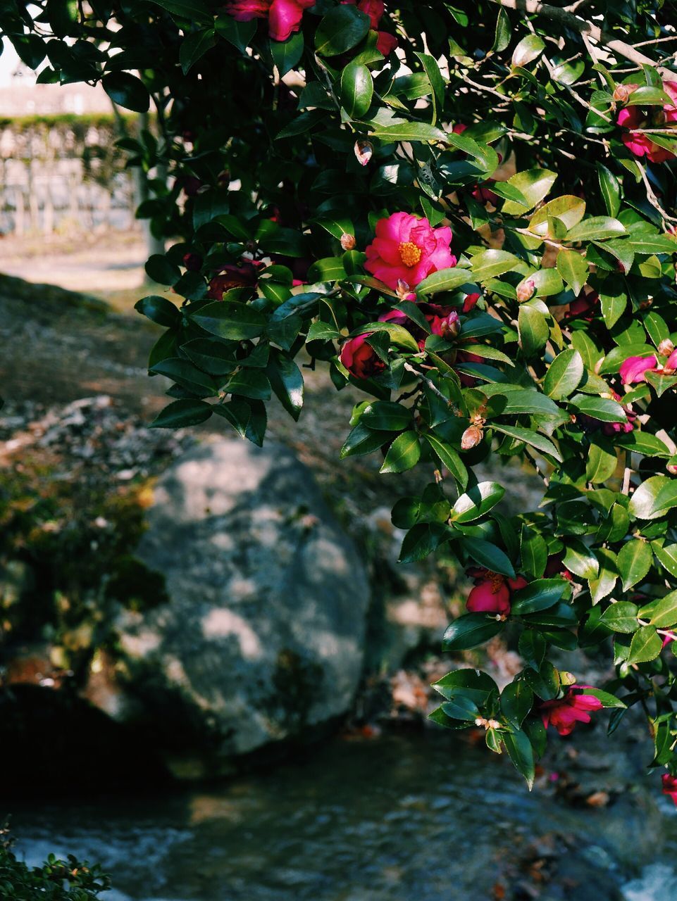 fruit, growth, tree, nature, outdoors, leaf, day, no people, close-up, freshness, beauty in nature, water