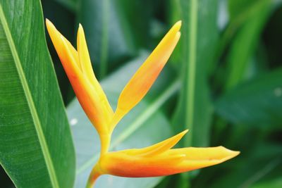 Close-up of yellow flowering plant