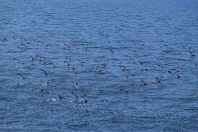 View of birds flying over sea