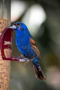 Close-up of bird perching on a branch