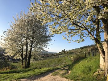 Trees on field against clear sky