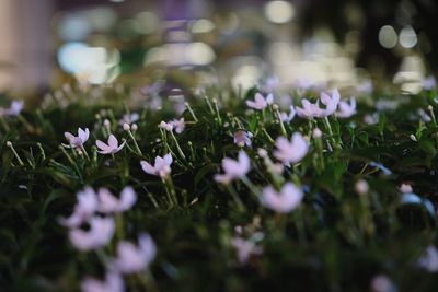 Close-up view of flowers