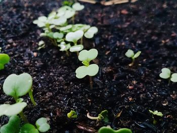 Close-up of plants growing outdoors