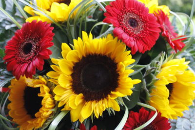 Close-up of sunflowers