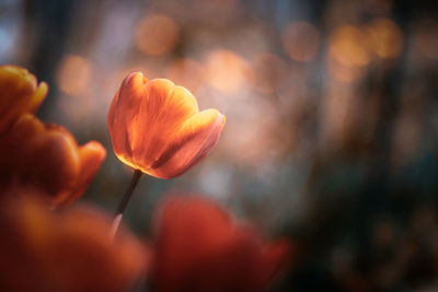 Close-up of orange tulips