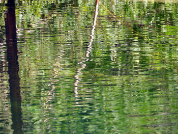 Reflection of tree in lake