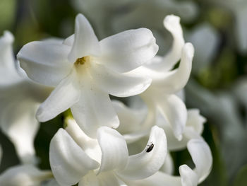 Close-up of white flowering plant