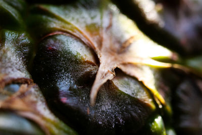 Full frame shot of fruit