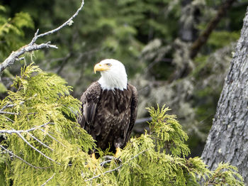 Close-up of eagle perching on tree